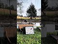 The MOST UNIQUE Blackbirds. Relaxing Country Bird Feeder. #birdwatching #birdfeeder #birds
