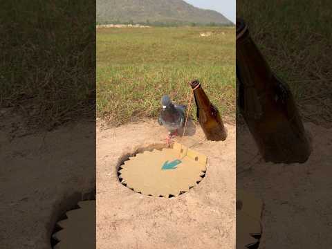 Unique DIY Pigeon Trap Using Cardboard And Bottle #shorts