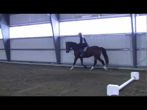 Warming up Cinzano, the horse