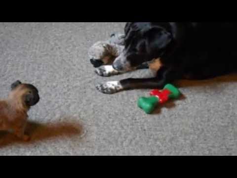 The true Stand Off  1 1/2 lb poppy VS 66 Lb dog who wins ?????