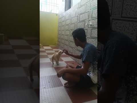 Labordor sit  training at the age 44 days