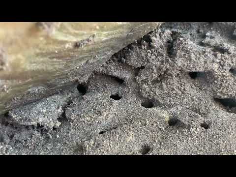 Rocks in the Garden Harboring Carpenter Ants in Dunellen, NJ