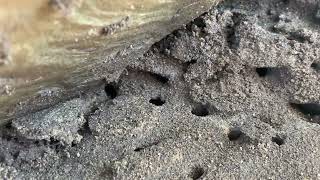 Rocks in the Garden Harboring Carpenter Ants