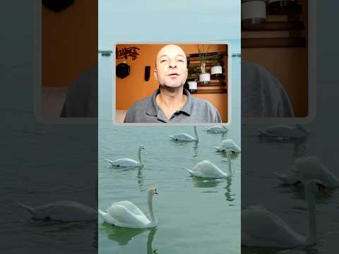 Lagoa dos Patos (Parte 2): De Onde Vieram os Patos?