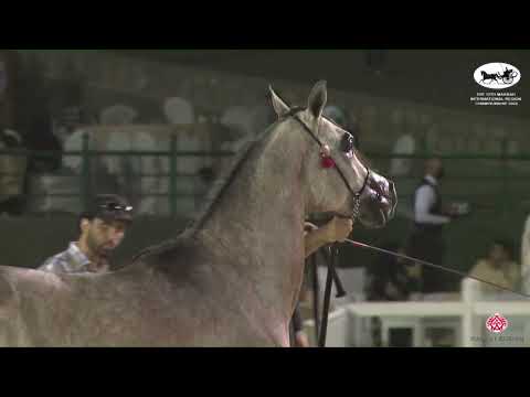 N 190 JAWHAR ALSAYED   The 13th Makkah International Region Championship   Colts 2 Years Old Class 8