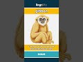 gibbon - a small ape with very long ... video thumbnail