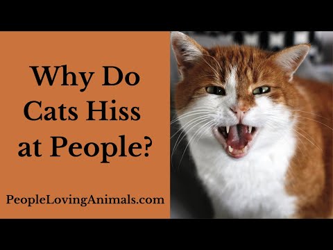 Why Do Cats Hiss at Humans?  Getting Your Cat to Stop Hissing at People