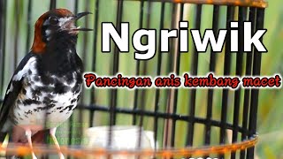 Download lagu ANIS KEMBANG NGRIWIK UNTUK PANCINGAN ANIS KEMBANG MACET mp3 Download lagu ANIS KEMBANG NGRIWIK UNTUK PANCINGAN ANIS KEMBANG MACET mp3