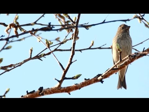 Wir retten Vögel: birdpen und birdsticker
