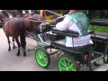 Pony Horse Carriage-Historic Event Celebration ...