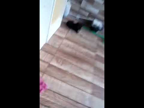 Mha cadela e seu chsch