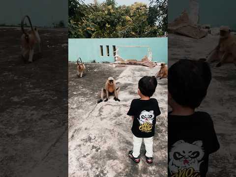 Patli Kamarya More – Part 1 | Series 313 🙉🐵🎬 #divyanshaurlangurkiyaari #monkey #funny #hanuman