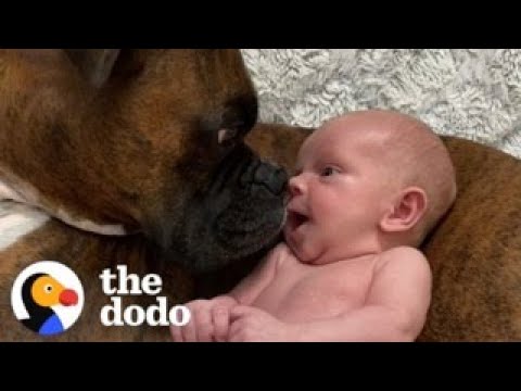 Baby macht seine ersten Schritte direkt zu seinem Hund | The Dodo