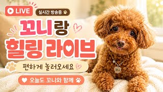 쫄보푸들꼬니 채널 여름밤 라이브 방송! 지금 들어오세요°^^