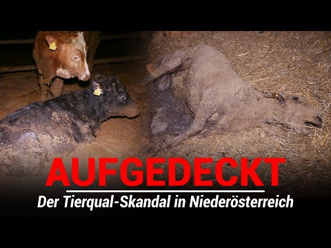 , title : '1000 Tiere leiden in Skandal-Mast!'