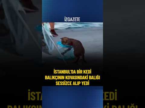 İstanbul'da bir kedi, balıkçının kovasındaki balığı sessizce alıp yedi.  #istanbul #kedi #balıkçı