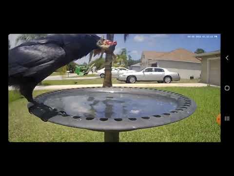 Florida Living:Birdbathcam, Cruel Mother Nature