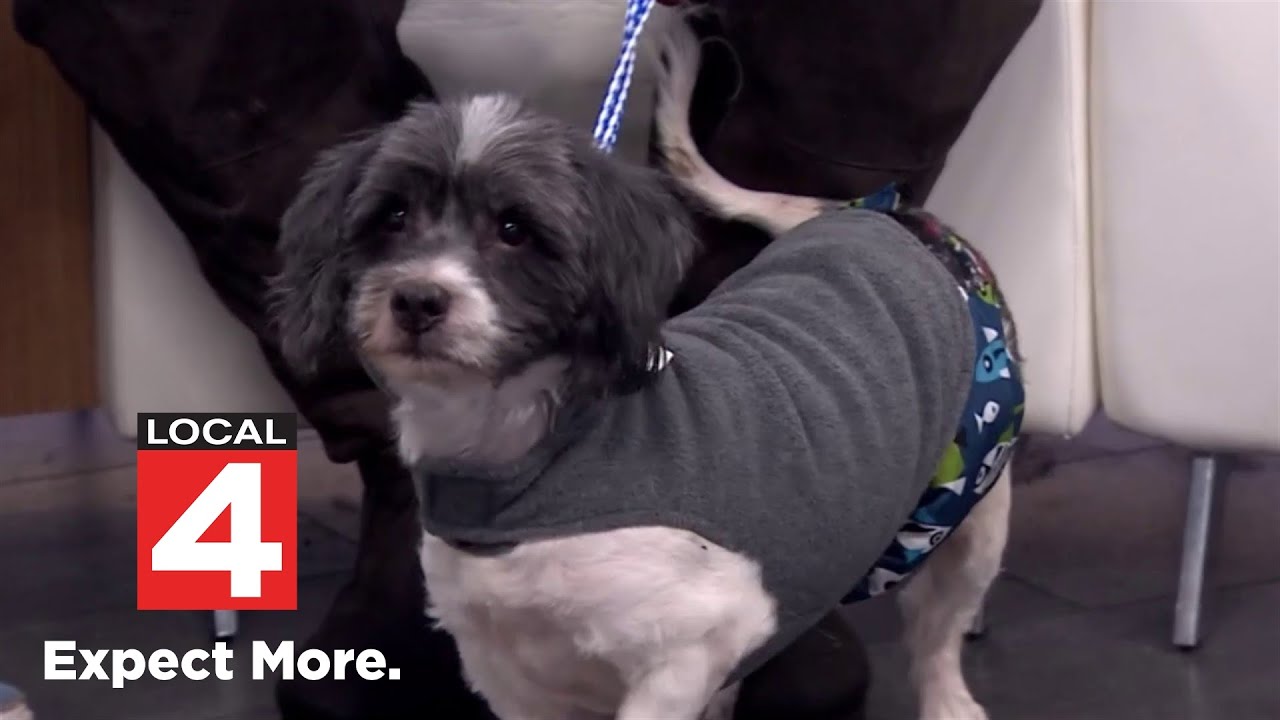 Enlarge Diesel , an adopted mixed breed in Detroit, MI video 2/3