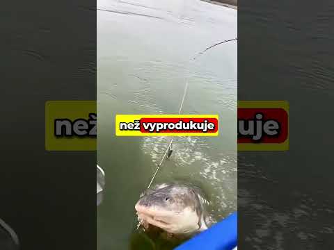 Jak ZISKÁT KAVIÁR ?!🤑