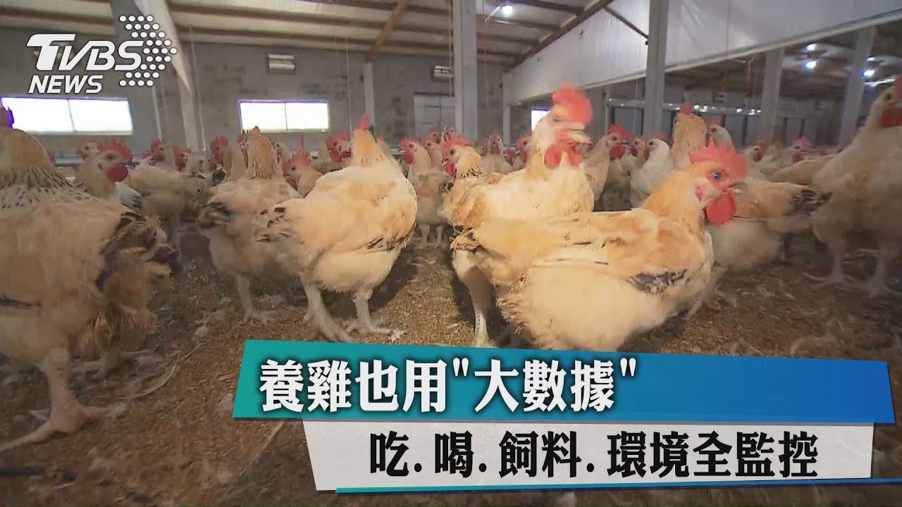 養雞也用「大數據」　吃喝、飼料、環境全監控