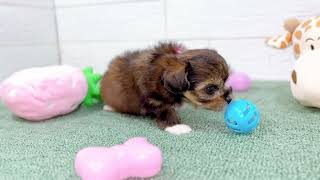 ハーフ犬の動画01