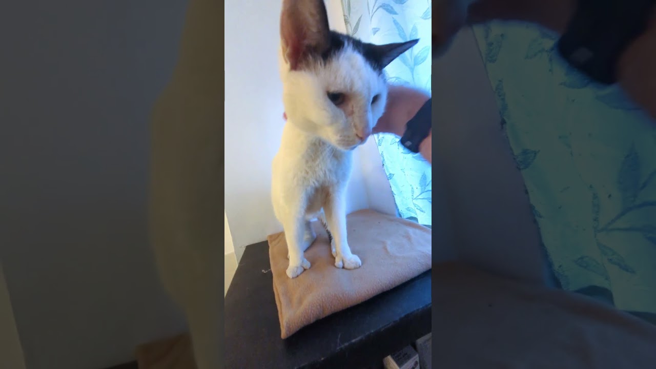 Enlarge Laszlo, a ADOPTABLE American Shorthair in Brooklyn, NY video 4/4