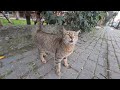 Cute Tabby Stray Cat Is Very Hungry