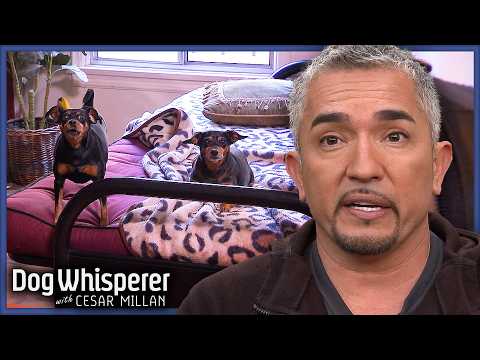 Aggressive Pinschers Traumatized After Accident | Dog Whisperer With Cesar Millan