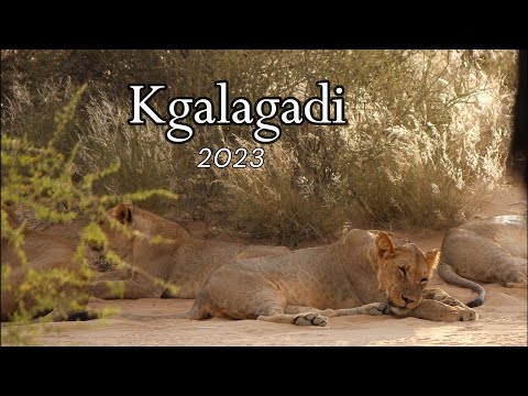 Kgalagadi Roadtrip 2023