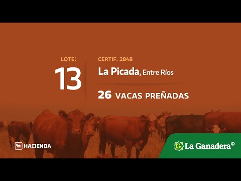 Lote Vacas preñadas en La Picada