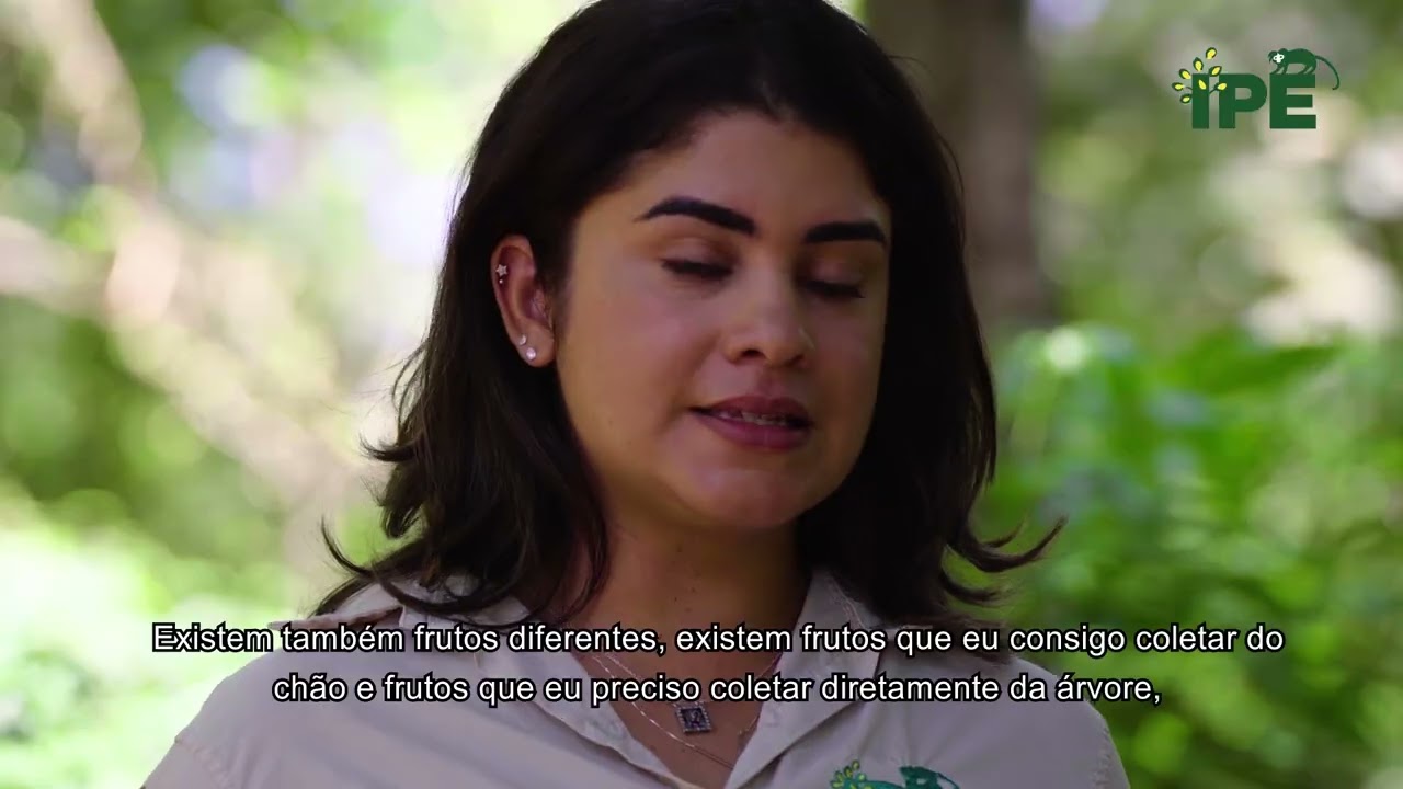 Onde consigo sementes para o viveiro e como coletar?