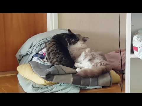 Cats and Hurricane. Sept 7th 2017.