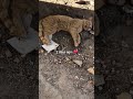 Heartbreaking Before And After A Stray Cat S Life Shorts