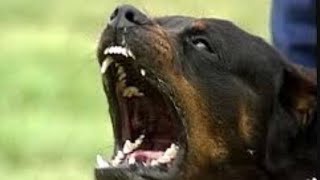 Guardate che forza che può avere un rotweiler