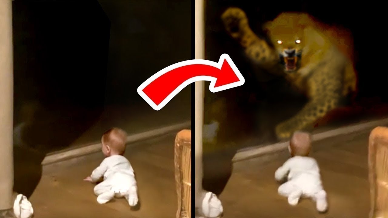 When Dangerous Animals Don't Know What Glass Is