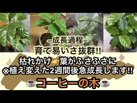 屋内でのアラビアン コーヒーの木 (Coffea arabica) の栽培