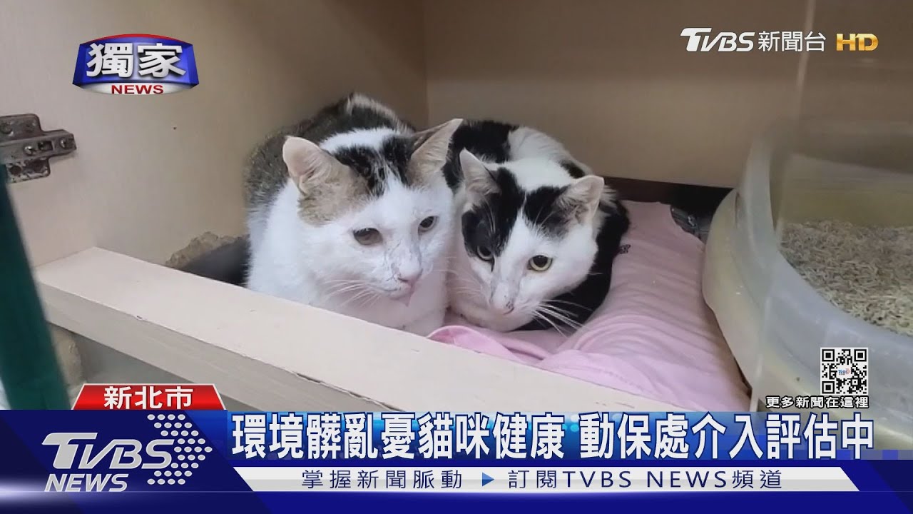 貓咪還我!欲接貓回家遭拒 對店家咆哮
