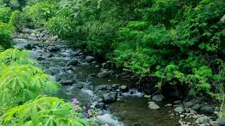 Forest Sanctuary 24/7: Chill Out with the Best Nature White Noise