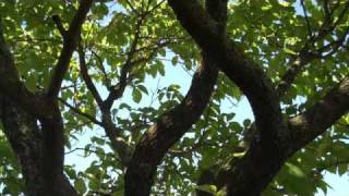 Download lagu Silent Meditation: Wind Through Tree Branches mp3 Download lagu Silent Meditation: Wind Through Tree Branches mp3