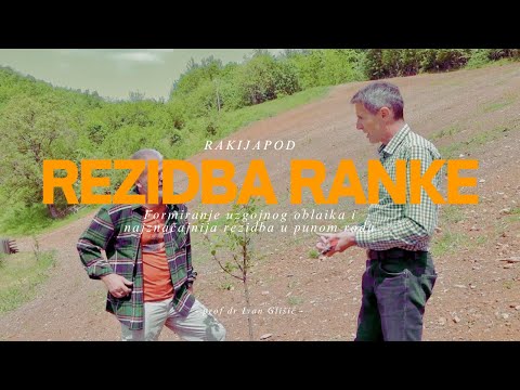 Rezidba kraljice šljiva Crvene Ranke-formiranje uzgojnog oblika i najzahvalnija rezidba u punom rodu