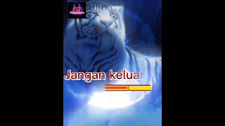 Download lagu story wa macan putih. keluarlah jika lawanmu sebanding. #shorts #khodammacan #khodamleluhur mp3