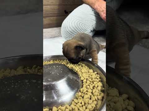 Video 5