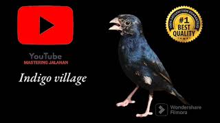 Download lagu VILLAGE INDIGO! Masteran Burung Sultan Dari Afrika Nembak Kasar Unik Cocok Buat Masteran Murai Batu! mp3 Download lagu VILLAGE INDIGO! Masteran Burung Sultan Dari Afrika Nembak Kasar Unik Cocok Buat Masteran Murai Batu! mp3