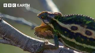 העולם המופלא של בעלי חיים בעלי דם קר | BBC Earth
