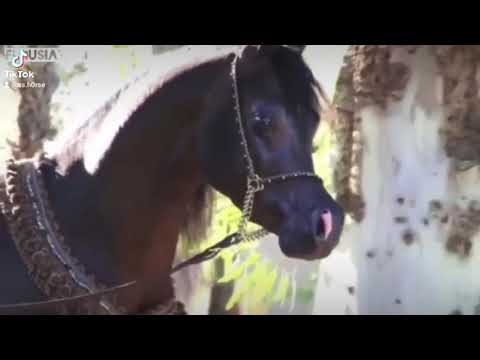 VAN GOGH AM ARABIAN STALLION ||| الفحل فان جوخ اي ام🖤♥️