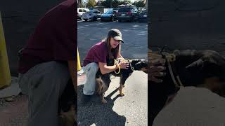 Video preview image #1 Rottweiler Puppy For Sale in Pasadena, CA, USA