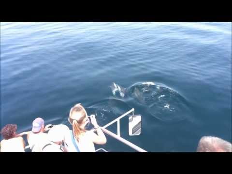 download lagu mp3 mp4 Dolphin Watching Lagos, download lagu Dolphin Watching Lagos gratis, unduh video klip Dolphin Watching Lagos