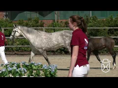 Holsteiner Fohlenchampionat 2016 - Rendsburg-Eckernförde - Stutenring