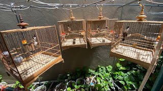 Như Thế Nào Mới Là Con Chim Chào Mào Đẹp