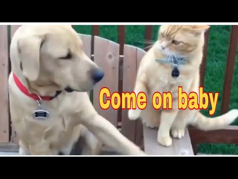 Angry Cats vs Dogs Funny Compilation 2020